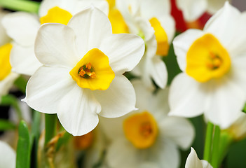 Image showing narcissus flower