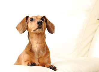 Image showing dachshund dog on sofa