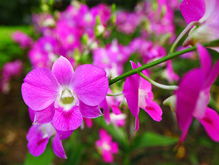 Image showing beautiful colorful orchid bloom