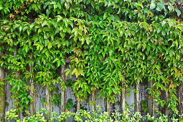 Image showing ivy plant on wall