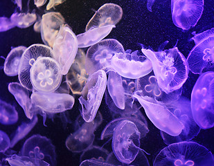 Image showing Jellyfish