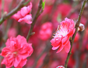 Image showing peach blossom flower