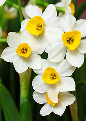 Image showing narcissus flower