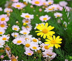 Image showing flower field 