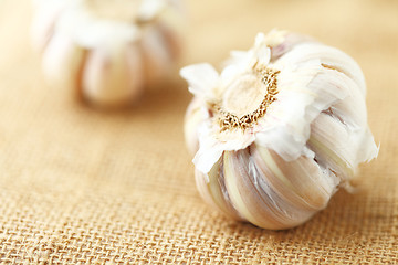 Image showing garlic