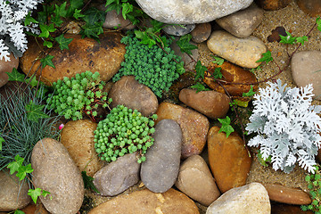 Image showing green palnt with rock