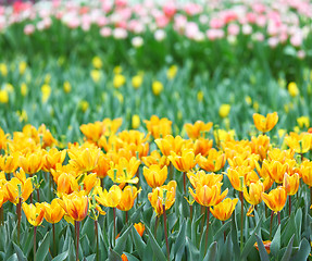 Image showing tulip in flower field