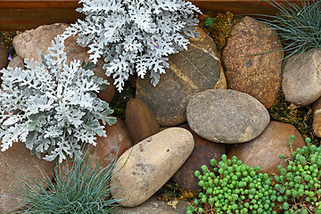 Image showing Plant on rock stone 