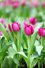 Image showing purple tulips flower