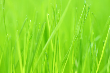 Image showing fresh grass