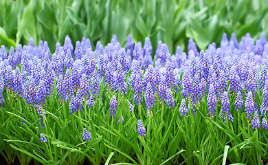 Image showing flower, muscari botryoides