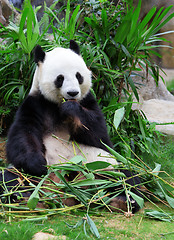 Image showing Giant panda eating bamboo