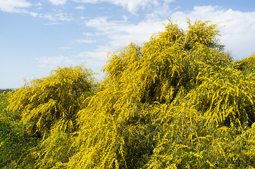 Image showing Acacia