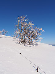 Image showing frozen tree and barbed wire fence