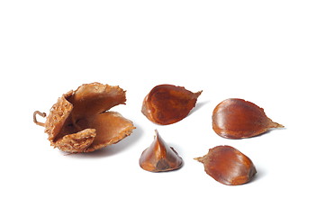 Image showing Nuts of Common Beech