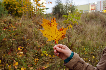 Image showing hand hold colorful yellow orange maple tree leaf autumn 