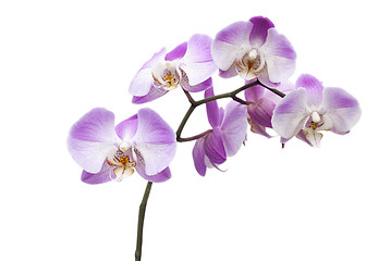 Image showing Pink Orchid Flowers