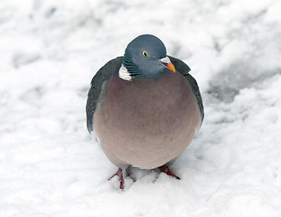 Image showing Pigeon