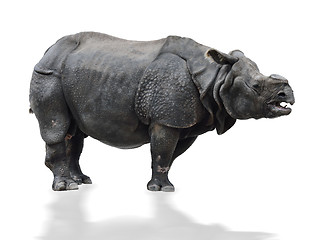 Image showing Indian  Rhinoceros 