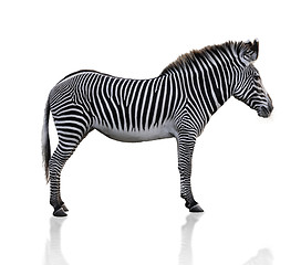 Image showing Zebra