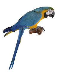 Image showing Blue Parrot