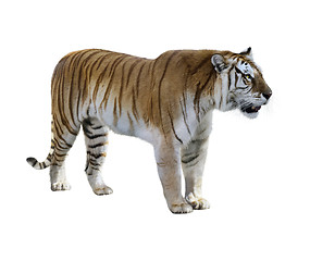 Image showing Tiger