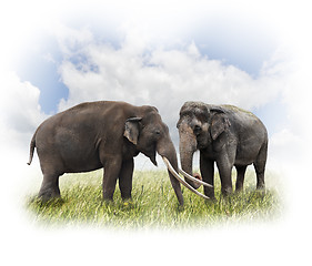 Image showing Two Elephants