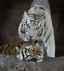 Image showing White And Brown Tigers