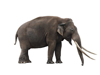 Image showing African Elephant 