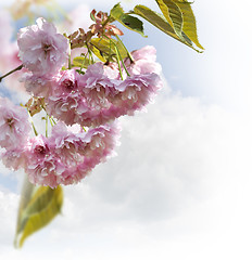 Image showing Spring Cherry Blossoms 