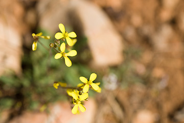 Image showing Sahara mustard