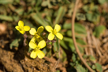 Image showing African mustard flowers