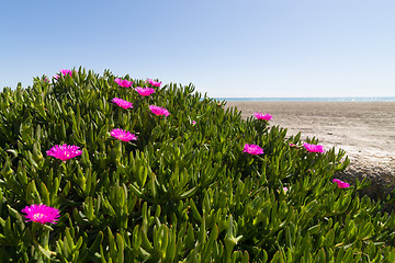 Image showing Ice plant