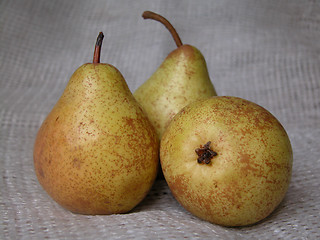 Image showing pears