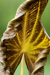 Image showing abstract brown yellow 