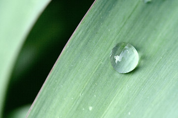 Image showing abstract drop in a green leaf 