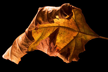 Image showing  brown yellow in a leaf 