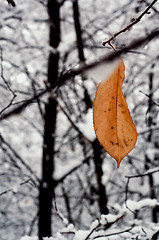 Image showing snow abstract