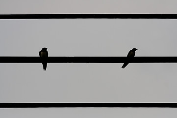 Image showing abstract  two  sparrow