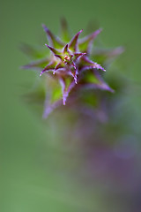 Image showing abstract flowering 