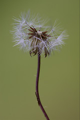 Image showing taraxacum officinale in background 