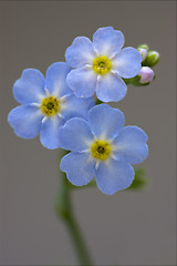 Image showing macro  of a blue yellow anagallis foemina  