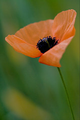 Image showing papaveracee papaver rhoeas