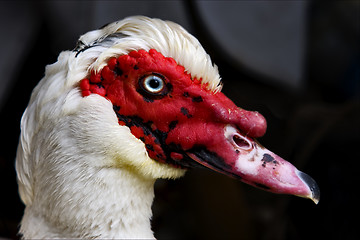 Image showing  duck whit blue eye in portofino 