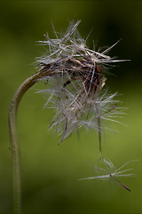 Image showing taraxacum officinale in green