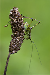 Image showing close up of grasshopper  and flower
