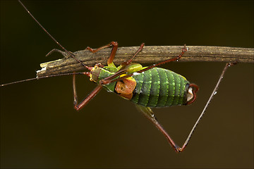 Image showing close up of grasshopper  Tettigoniidae 