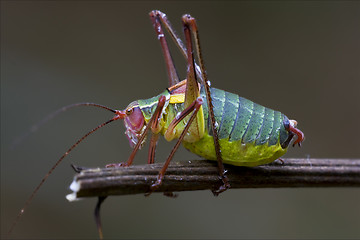 Image showing  Tettigoniidae