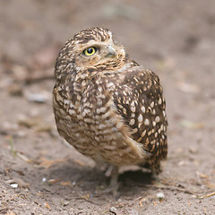 Image showing Burrowing owl (Athene cunicularia) in captivity