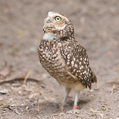 Image showing Burrowing owl (Athene cunicularia) in captivity